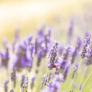 Alloggio per agriturismo La Valle Della Lavanda - Podere Mezzastrada, Fauglia